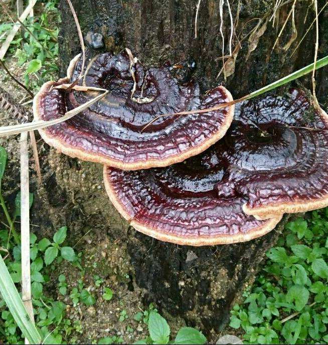 靈芝富含靈芝多糖、靈芝三萜等