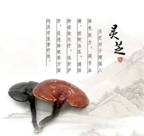 靈芝，真菌之王