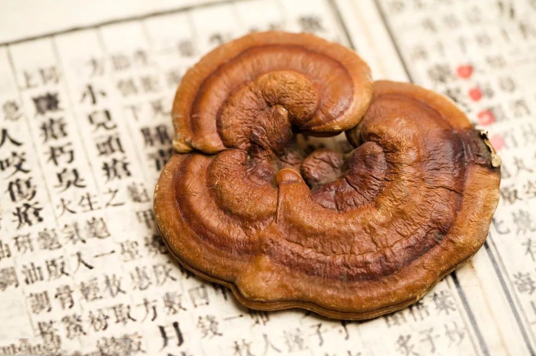 常吃靈芝，更健康