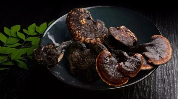 靈芝“治百病”嗎？