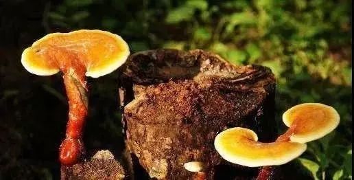 野生靈芝真的好嗎？